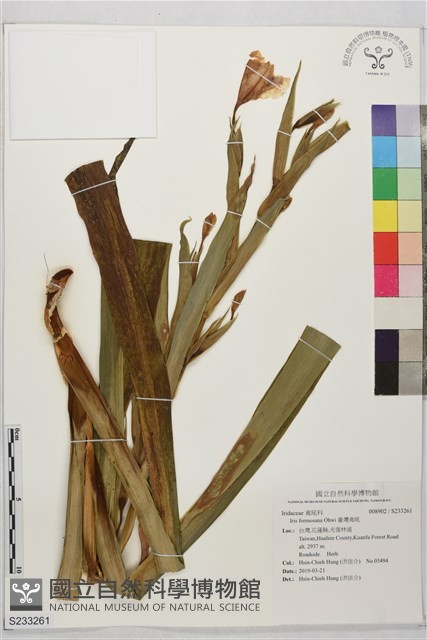 臺灣鳶尾藏品圖，第1張