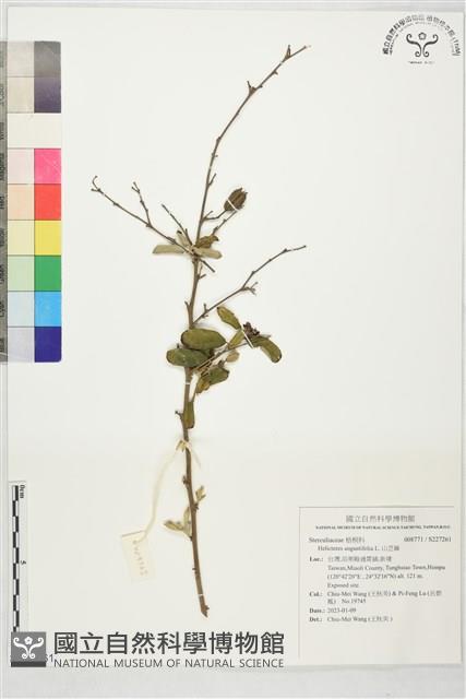 山芝麻藏品圖，第1張