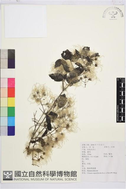 粗齒鐵線蓮藏品圖，第1張