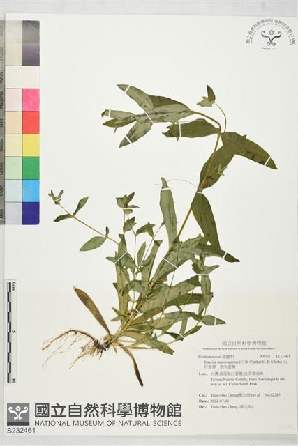 大籽當藥、巒大當藥藏品圖，第1張