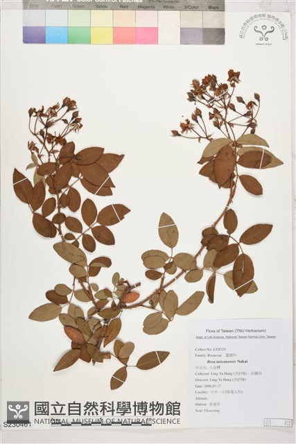 小金櫻、太魯閣薔薇藏品圖，第1張