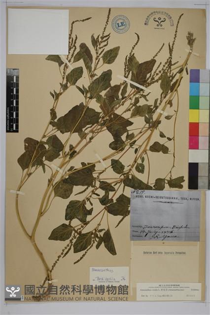 野莧菜藏品圖，第1張