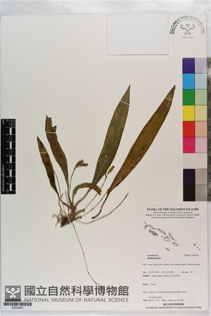 登錄號:S203461藏品圖，第1張