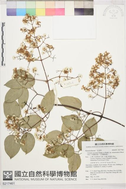 沖繩鐵線蓮（毛果鐵線蓮）藏品圖，第1張