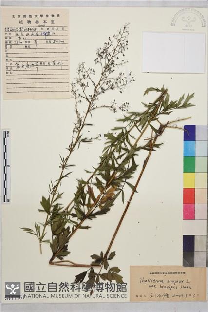 短梗箭頭唐松草藏品圖，第1張