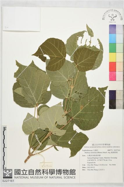 椴葉野桐藏品圖，第1張