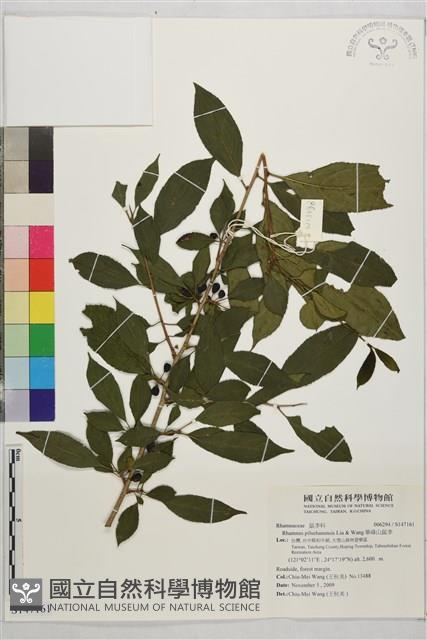 畢祿山鼠李藏品圖，第1張