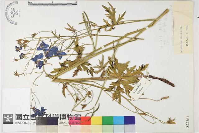 長距翠雀花藏品圖，第1張