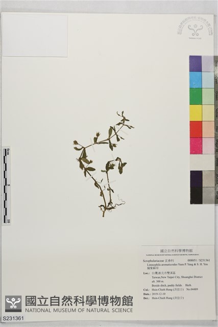 擬紫蘇草藏品圖，第1張