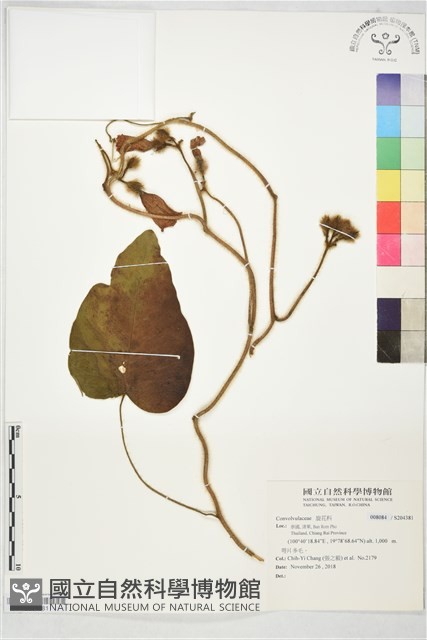 鵲鳥馬兜鈴藏品圖，第1張