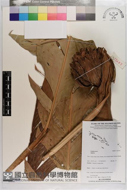 登錄號:S203361藏品圖，第1張