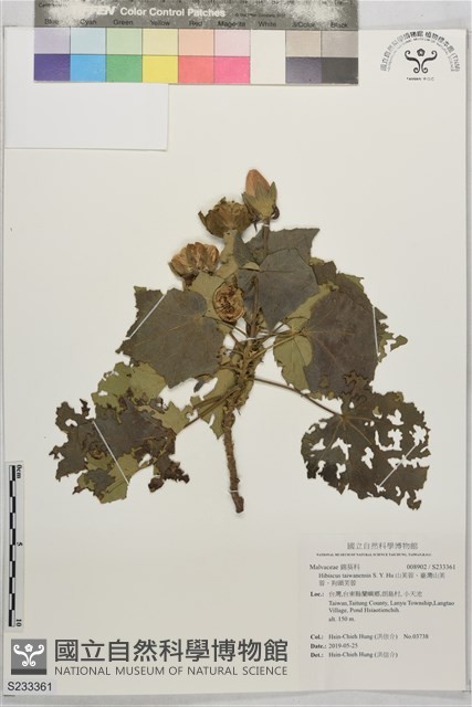 山芙蓉、臺灣山芙蓉、狗頭芙蓉藏品圖，第1張