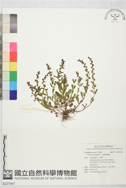 毛蟲婆婆納藏品圖，第1張