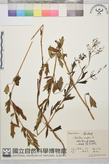 箭頭唐松草藏品圖，第1張