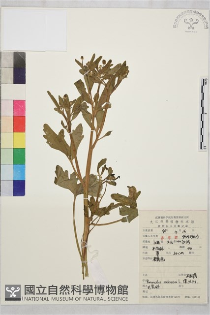 石龍芮藏品圖，第1張