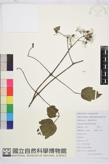 粗齒鐵線蓮藏品圖，第1張