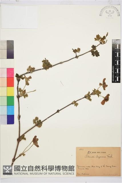 金毛鐵線蓮藏品圖，第1張