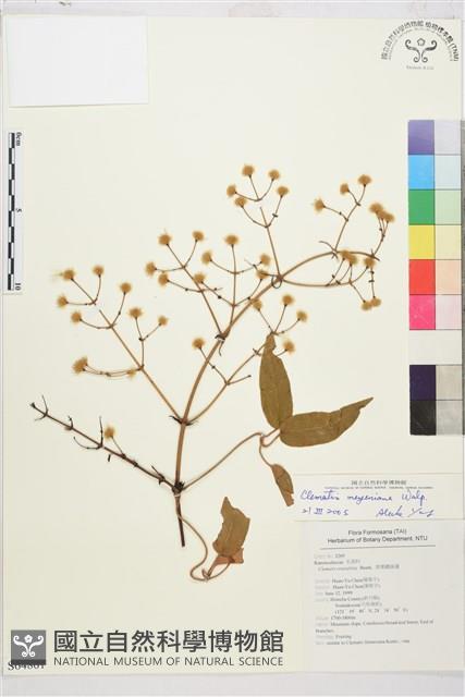 麥氏鐵線蓮藏品圖，第2張