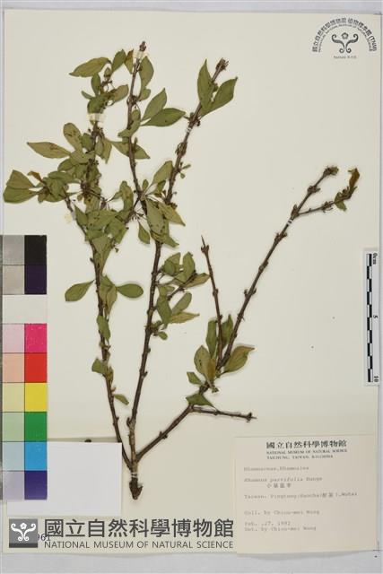 小葉鼠李藏品圖，第1張