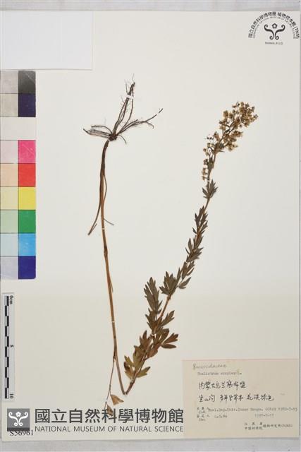 箭頭唐松草藏品圖，第1張