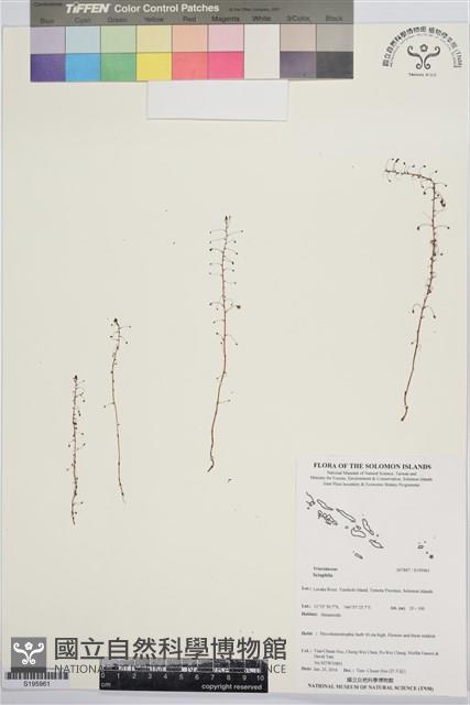 登錄號:S195961藏品圖，第1張