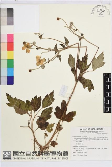 小白頭翁、野棉花藏品圖，第1張