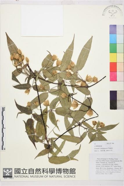 雲南鐵線蓮藏品圖，第1張