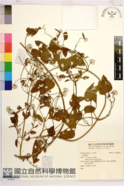 田代氏鐵線蓮藏品圖，第1張