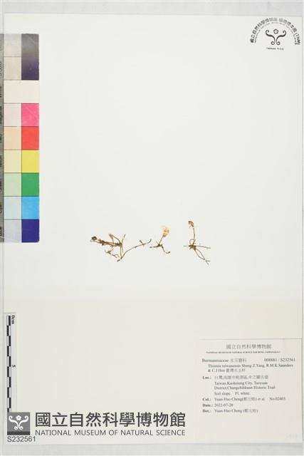 臺灣水玉杯藏品圖，第1張