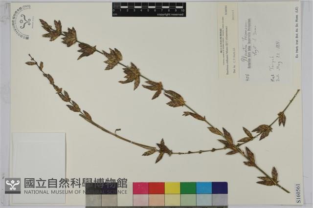 綠竹藏品圖，第1張