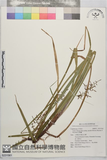 紅鞘薹藏品圖，第1張