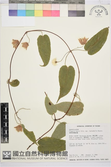 薄單葉鐵線蓮藏品圖，第1張