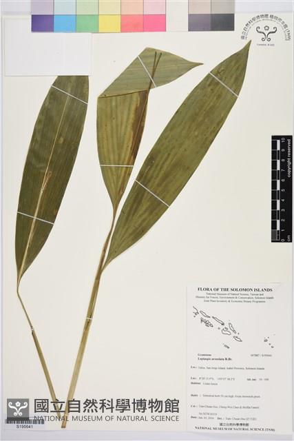 登錄號:S195641藏品圖，第1張