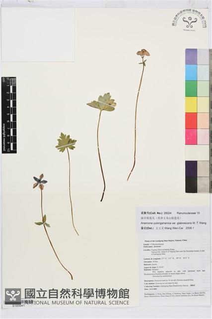 福貢銀蓮花藏品圖，第1張