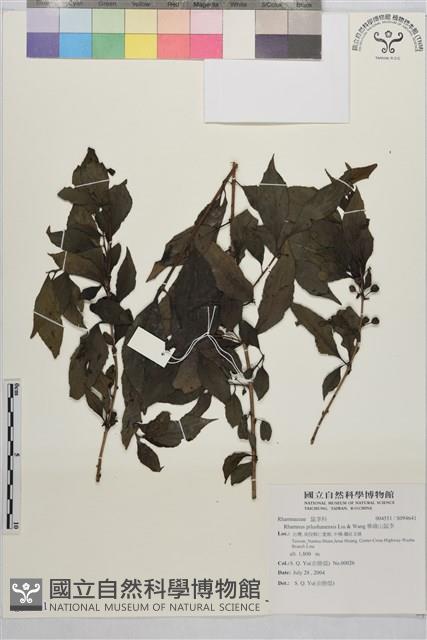 畢祿山鼠李藏品圖，第1張