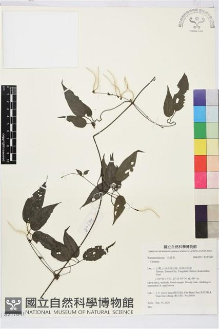 彭氏鐵線蓮藏品圖，第1張