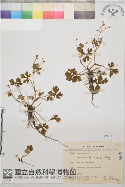 鹿場毛茛藏品圖，第1張