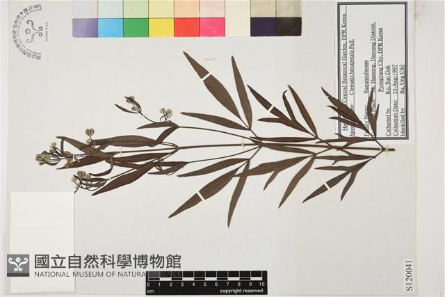 棉團鐵線蓮藏品圖，第1張