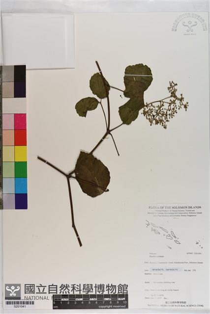 登錄號:S201041藏品圖，第1張