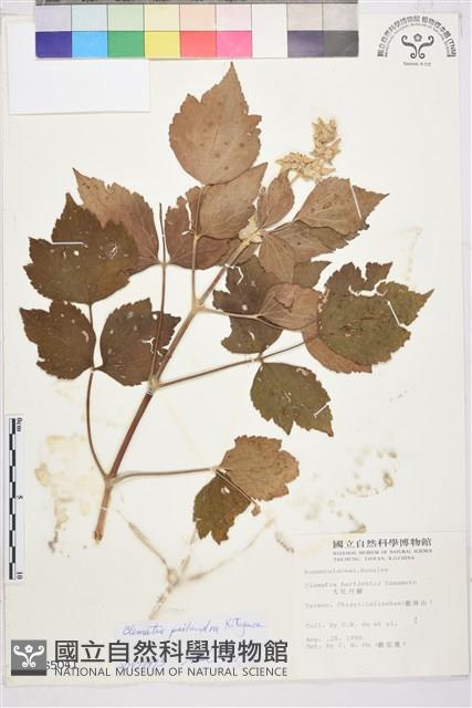 台灣牡丹藤、台灣草牡丹藏品圖，第2張