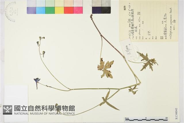 雲南翠雀花藏品圖，第1張