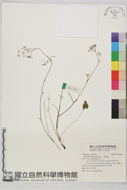 三葉茴香藏品圖，第1張