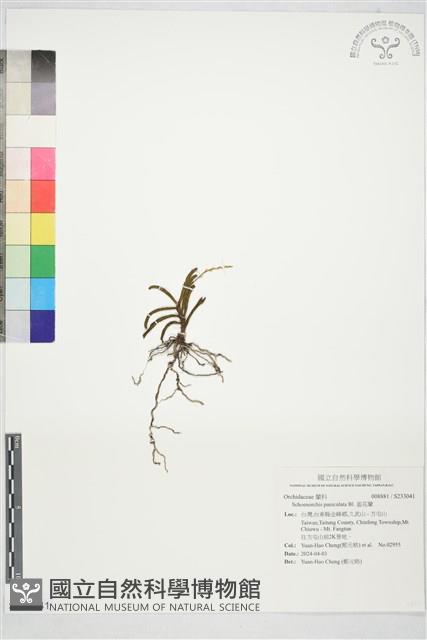 羞花蘭藏品圖，第1張