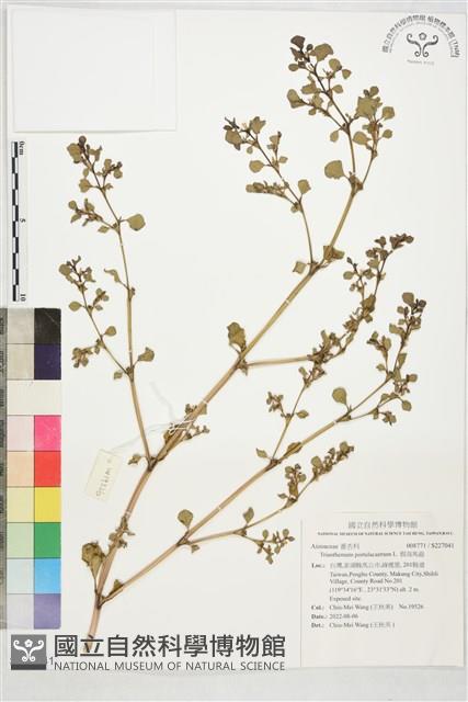 假海馬齒藏品圖，第1張