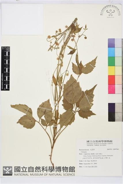 登錄號:S097041藏品圖，第1張