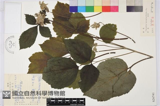 大葉鐵線蓮藏品圖，第1張