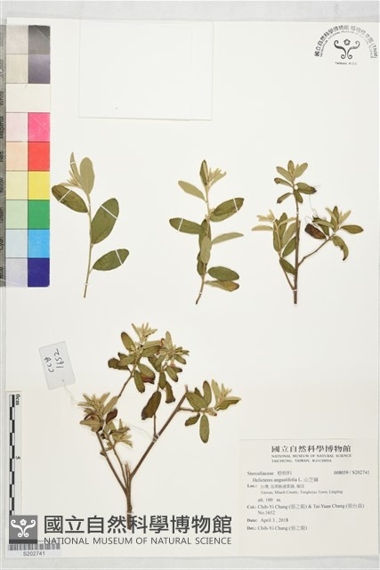 山芝麻藏品圖，第1張