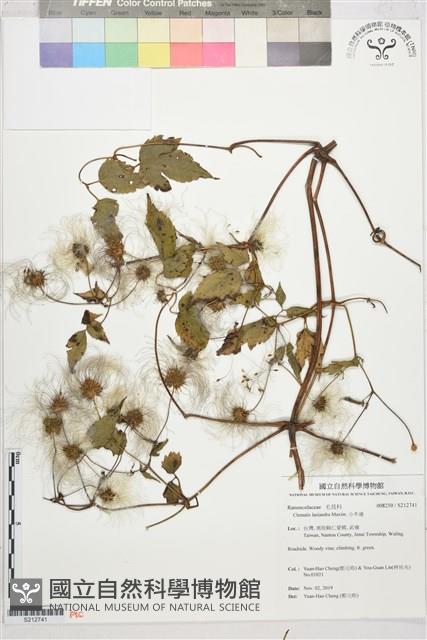 小木通藏品圖，第1張