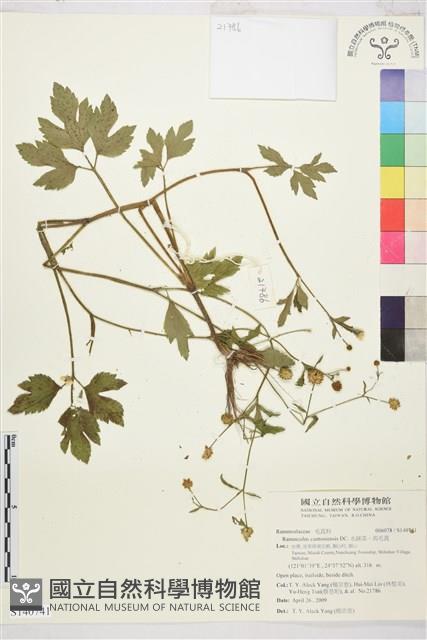 水辣菜、禺毛茛藏品圖，第1張