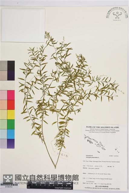 圓錐花遠志藏品圖，第1張